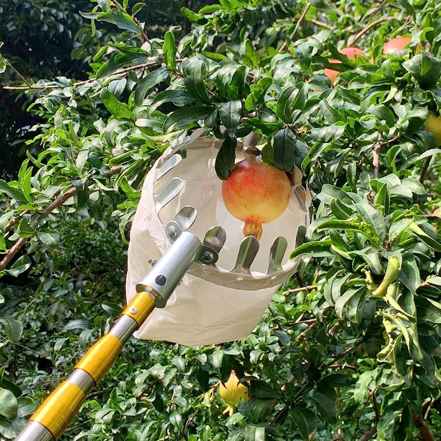 Fruit Picker